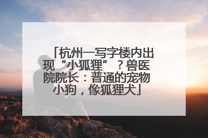 杭州一写字楼内出现“小狐狸”？兽医院院长：普通的宠物小狗，像狐狸犬